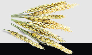 首页-PA真人集团有限公司官网