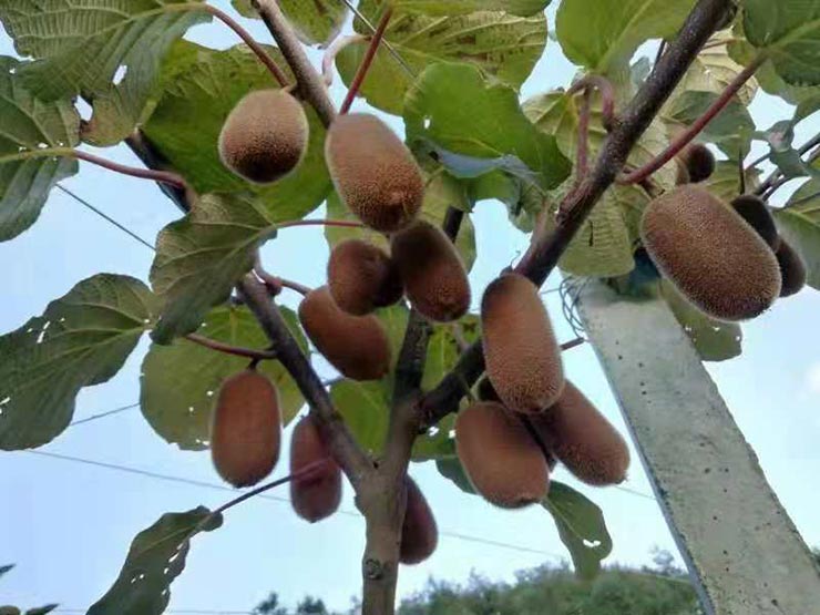 首页-PA真人集团有限公司官网